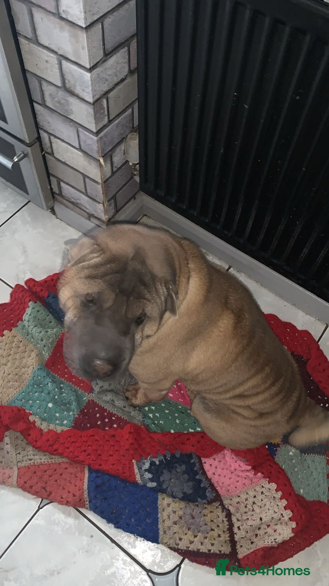 Shar Pei dogs for sale: Shar pei dog for sale (will except offers to £150) - Image 2