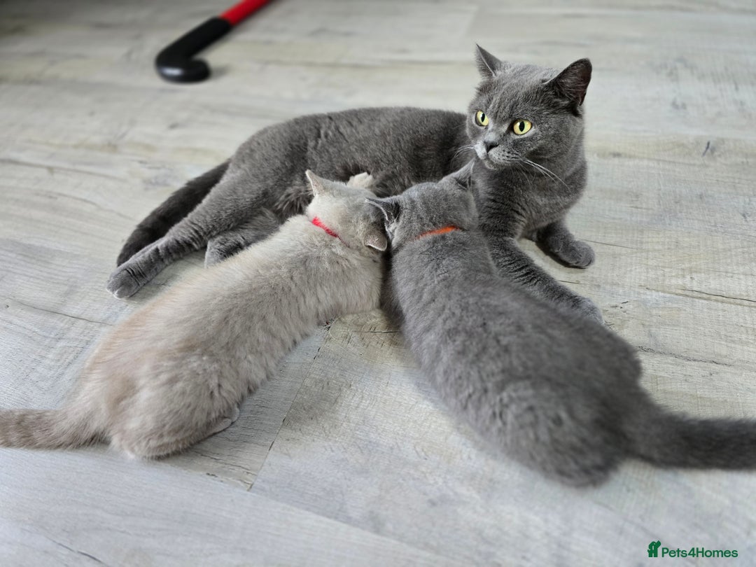 British Shorthair cats for sale: Bsh lilac Kitten – 3 Months Old  - Image 5