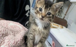 British Shorthair cats for sale: BEAUTIFUL TABBY KITTENS FOR SALE  - Advert 15