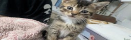 British Shorthair cats for sale: BEAUTIFUL TABBY KITTENS FOR SALE  - Advert 15