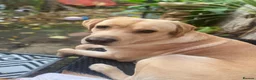 Labrador Retriever dogs for stud: 🐾💙 HANDSOME LABRADOR AVAILABLE FOR STUD💙🐾 - Advert 2