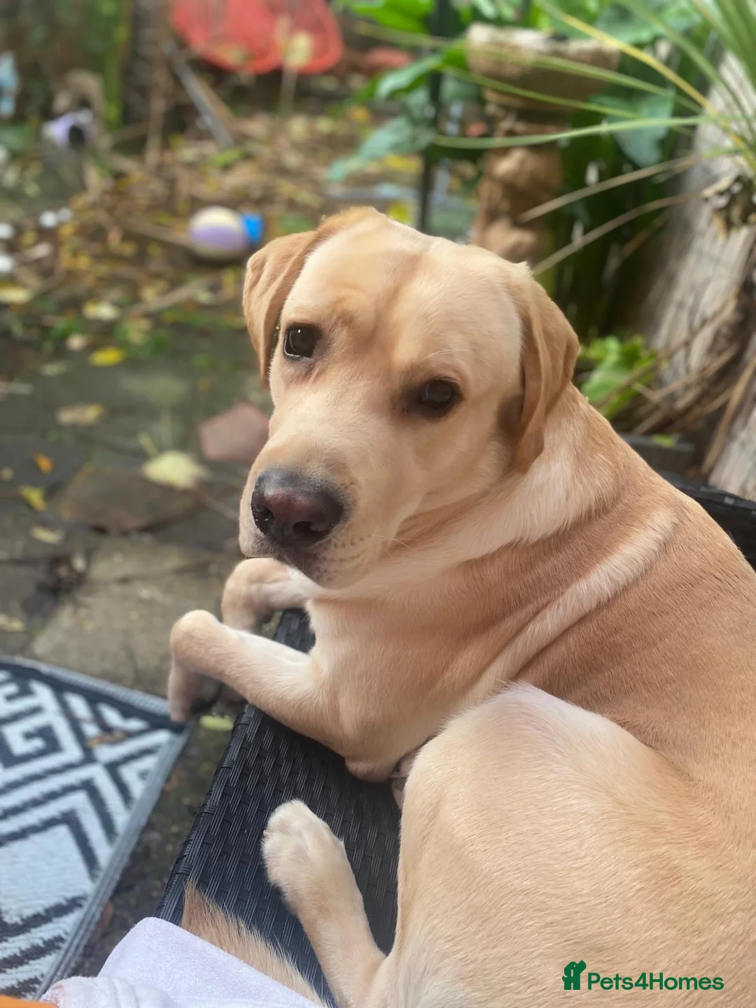 Labrador Retriever dogs for stud: 🐾💙 HANDSOME LABRADOR AVAILABLE FOR STUD💙🐾 - Advert 2
