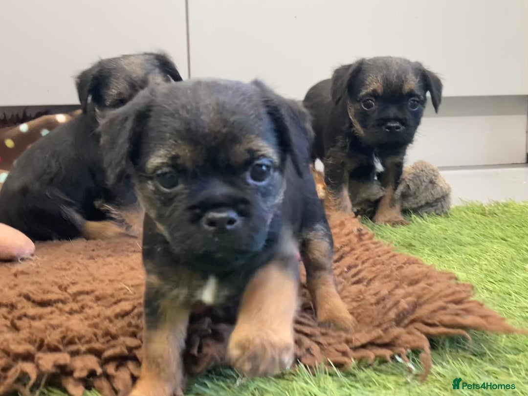 Border Terrier dogs for sale: Border Terrier puppies  - Image 8