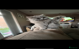 British Longhair cats for sale: British long hair  - Advert 2