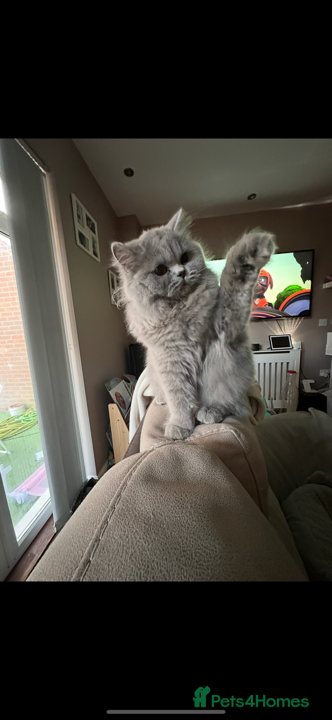 British Longhair cats for sale: British long hair  - Advert 2