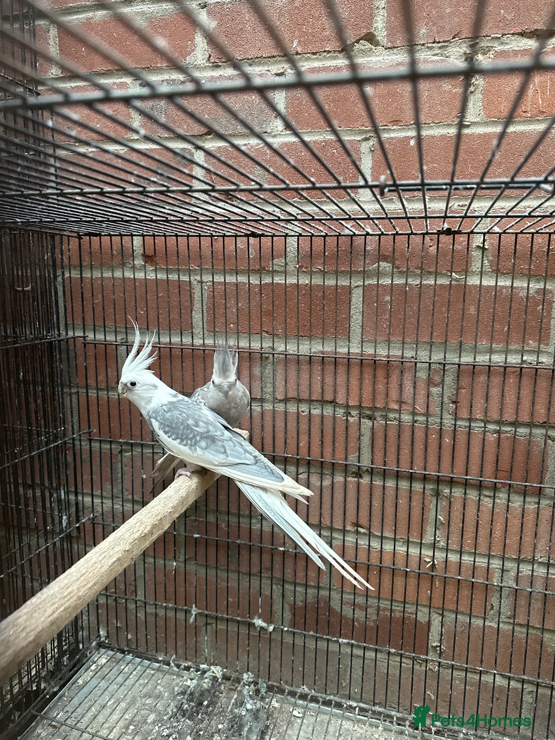 Cockatoo birds for sale: Proven breeding pair of Cocktail - Advert 6