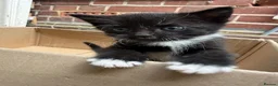 Mixed Breed cats for sale: 4 adorable kittens available to be rehomed - Advert 15