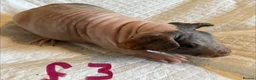 Guinea Pig rodents for sale: Skinny pig pups. Boys and girls  - Advert 19