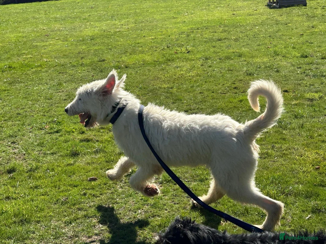 Mixed Breed dogs for adoption: Peter - Norwich Norfolk  in Norwich - Advert 22