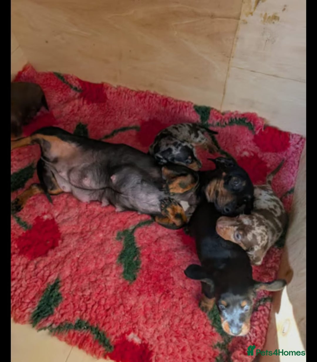 Miniature Dachshund dogs for sale: Beautiful miniature dachshund puppies - Image 6
