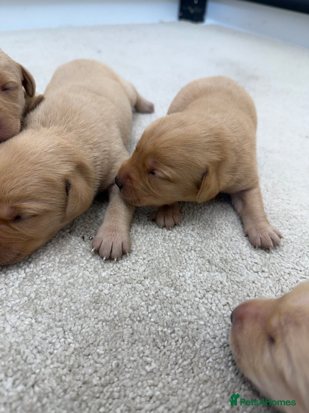 Labrador Retriever dogs for sale: 🐶 Stunning Fox Red & Yellow Labrador Puppies 🐶 - Image 6