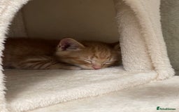 American Shorthair cats for sale: 4 male kittens for sale! - Image 19