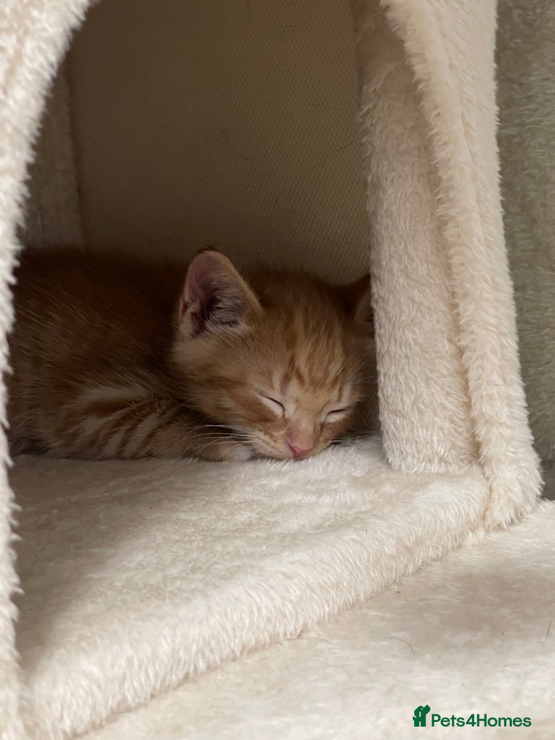 American Shorthair cats for sale: 4 male kittens for sale! - Image 19