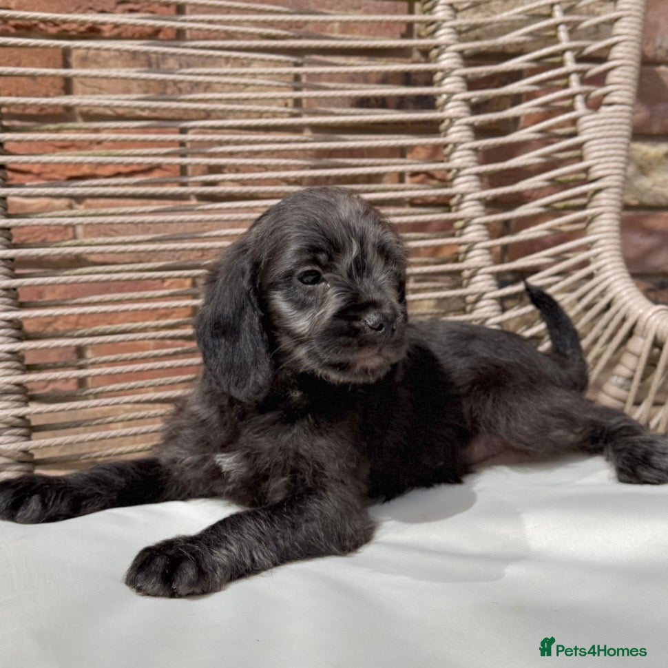 Mixed Breed dogs for sale: ⭐️⭐️Poogle Puppies (Beagle x Miniature Poodle)⭐️⭐️ - Advert 16