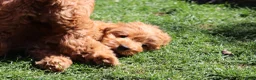 Cavapoo dogs for sale: ⭐️Deep Red Cavapoo Puppies🐾🐶 READY NOW - Advert 9