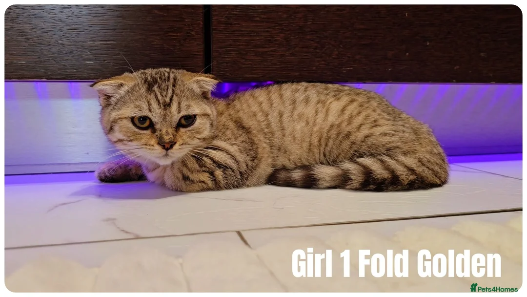 Scottish Fold cats for sale: 🐾 Beautiful Scottish Fold & British Shorthair - Advert 32