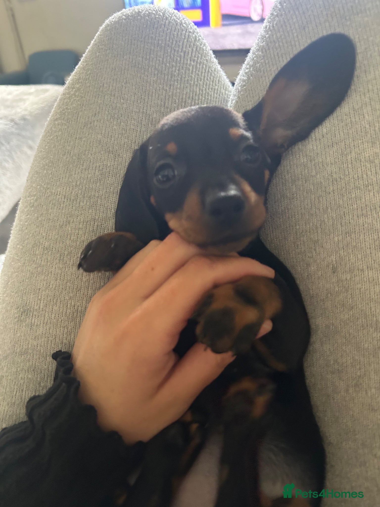 Miniature Dachshund dogs *reduced* ready now Miniature dachshund.  - Advert 8
