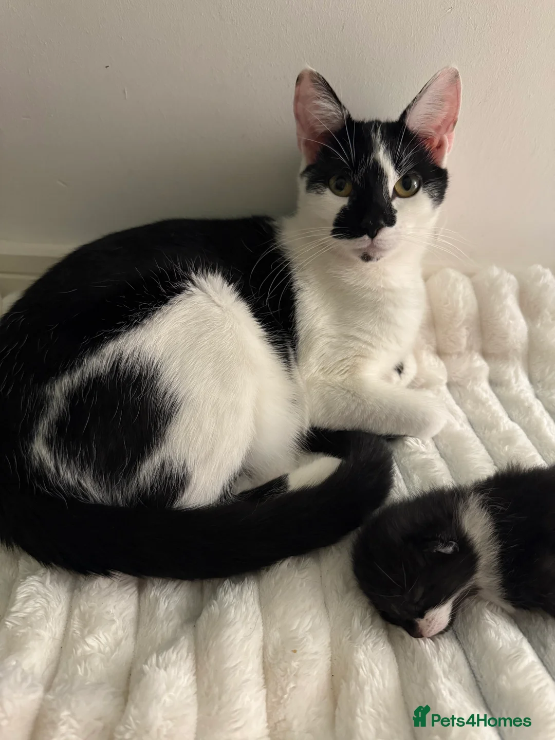 Mixed Breed cats for sale: Kittens For Sale  - Advert 2