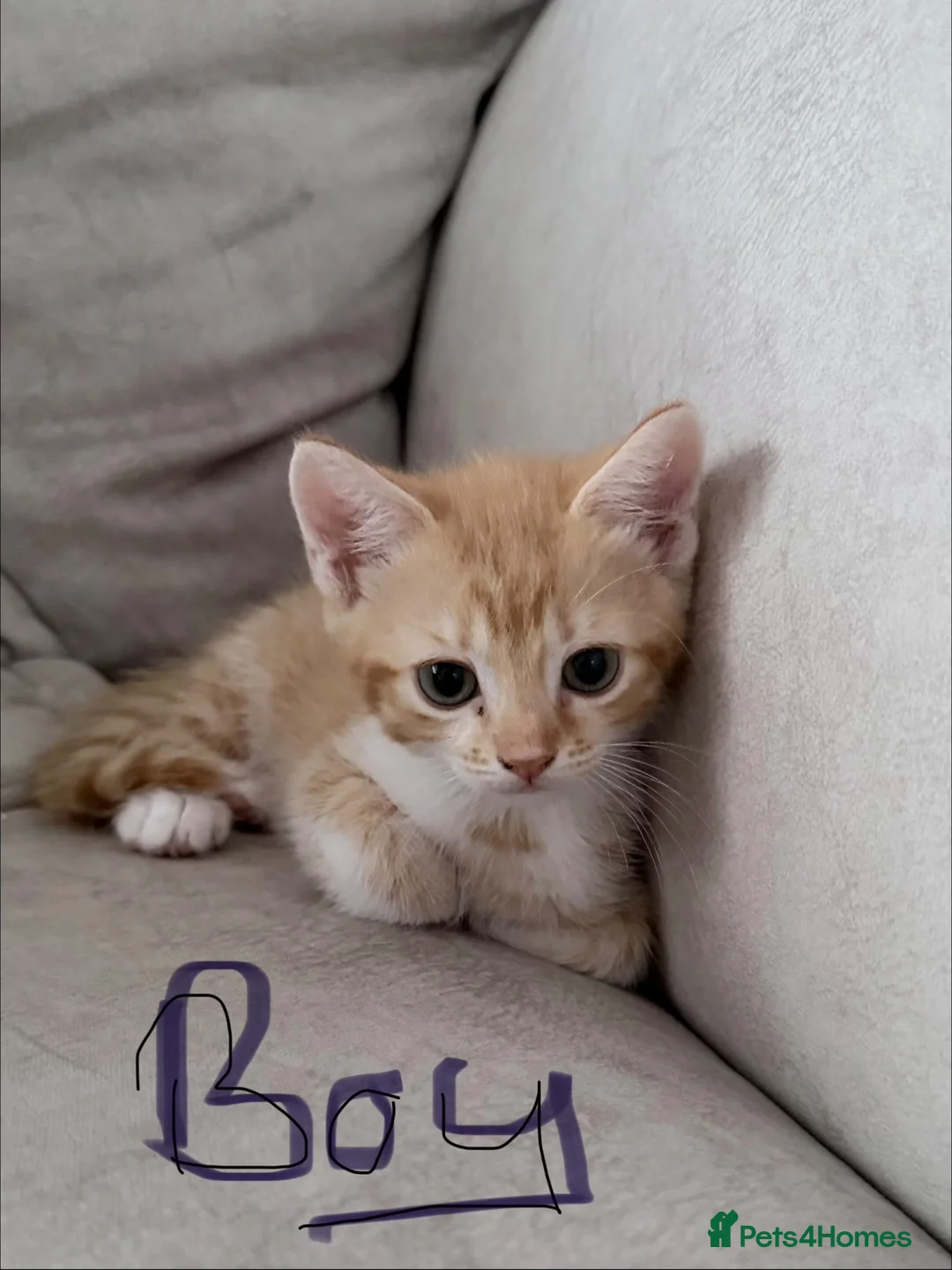 Mixed Breed cats for sale: Beautiful kittens  - Advert 5