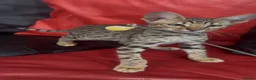 Savannah cats for sale: Pure Pedigree! Top Quality Tica Registr. Savannahs - Advert 25