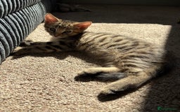 Domestic Shorthair cats for sale: Two Girl Kittens For Sale £100 o.n.o The Pair  - Image 8