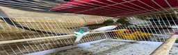 Budgerigars birds for sale: 13 budgies available  - Advert 6