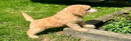 Standard Poodle dogs for sale: KC reg apricot standard poodle boy - Advert 16