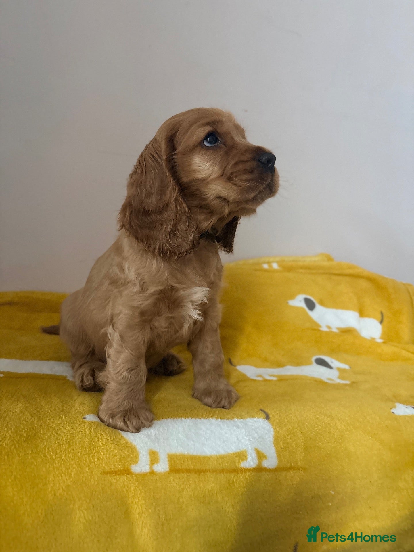 Cocker Spaniel dogs for sale: Red Sable show cocker spaniel male - Advert 19