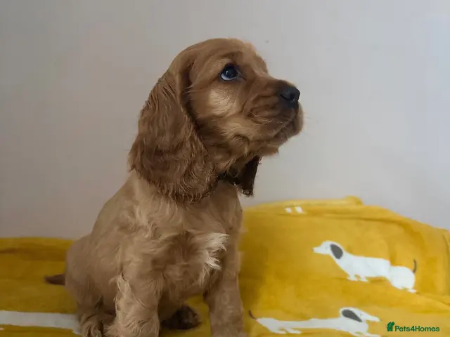 Cocker Spaniel dogs for sale: Red Sable show cocker spaniel male - Advert 19