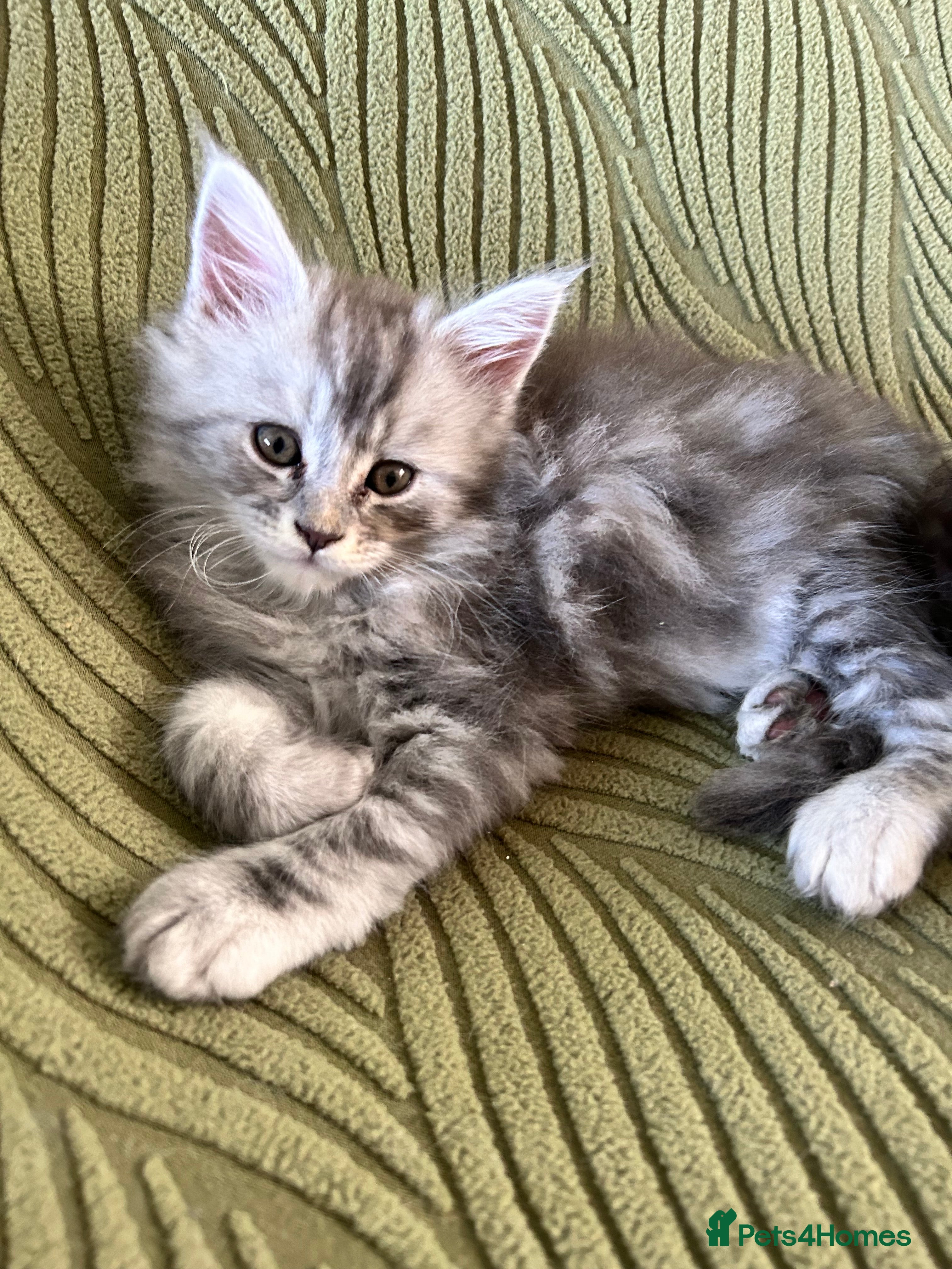 Maine Coon cats Beautiful Mainecoon kittens  - Advert 13