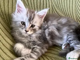 Maine Coon cats Beautiful Mainecoon kittens - Advert 13