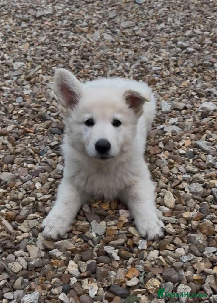 German Shepherd dogs Outstanding KC White long haired GSD pups  - Advert 1