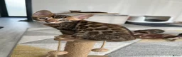 Bengal cats for sale: Bengal Kitten Boy (TICA Registered) - Advert 8