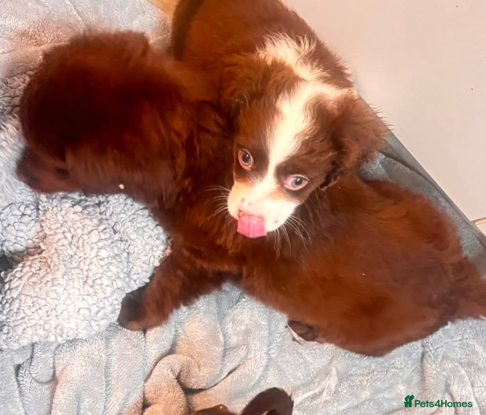 Mixed Breed dogs Gorgeous mixed litter girls and boys ready now! - Advert 1