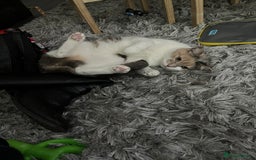 Domestic Shorthair cats for sale: Smokey and Ash.  - Image 7
