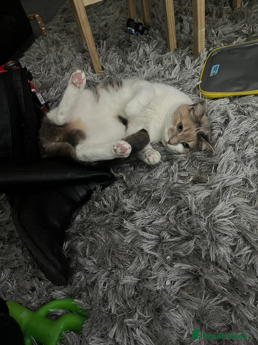 Domestic Shorthair cats for sale: Smokey and Ash.  - Image 7