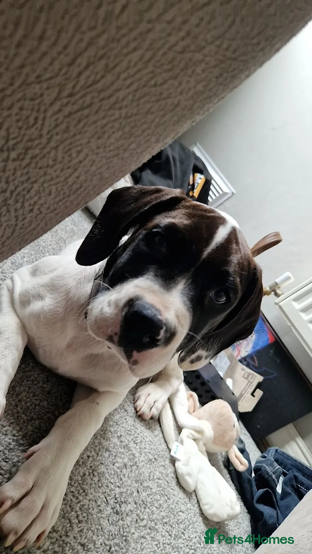 Mixed Breed dogs for sale: 6 month old male puppy - Advert 4