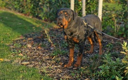 Rottweiler dogs for sale: 🔥 “Simba the Great — Now Available!” - Advert 1