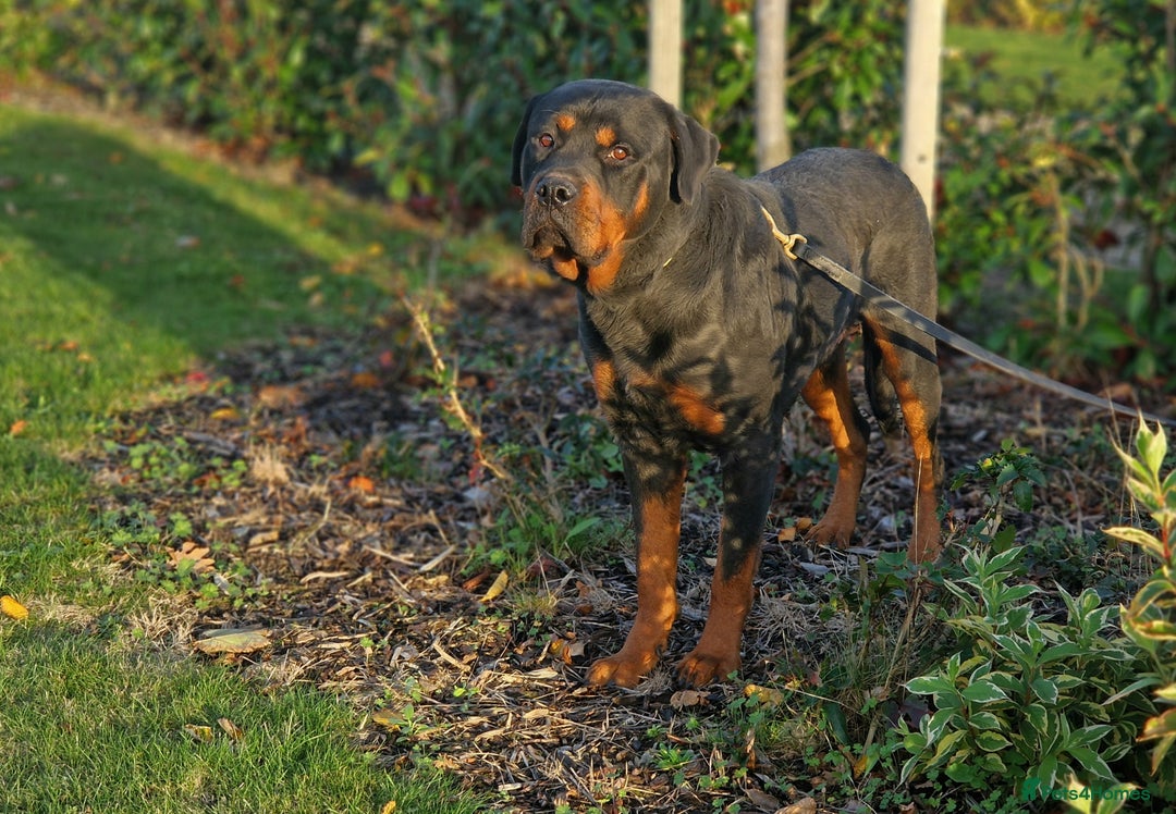 Rottweiler dogs for sale: 🔥 “Simba the Great — Now Available!” - Advert 1