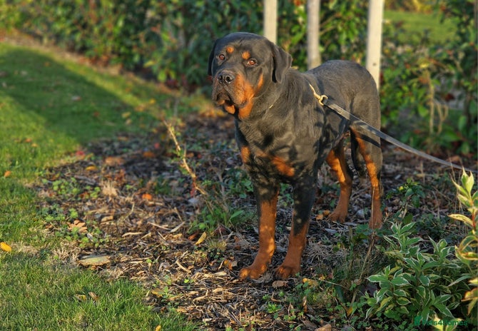 Rottweiler dogs 🔥 “Simba the Great — Now Available!” - Advert 2