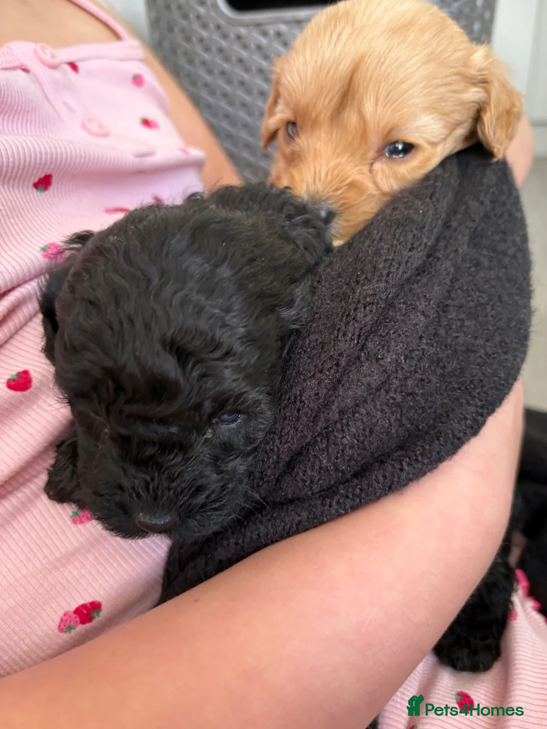 Cockapoo dogs for sale: Beautiful cockapoo puppies for sale  in Slough - Advert 2