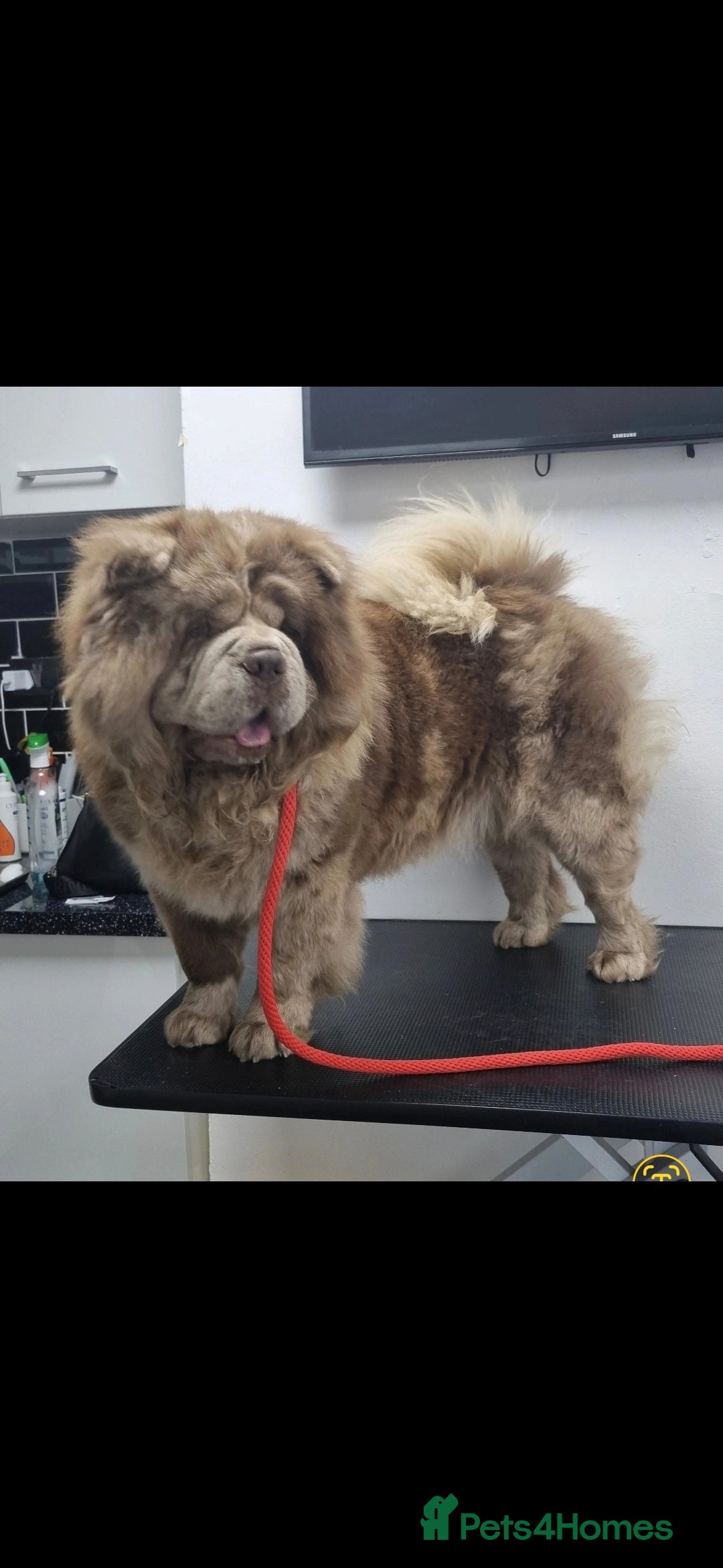 Chow Chow dogs for sale: Chow Chow Male Puppy Kc Reg - Advert 7