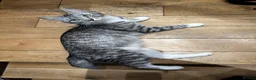 Mixed Breed cats for sale: Kittens for Sale! Ready to Leave 23 June! - Advert 8