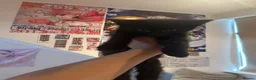Mixed Breed cats for sale: URGENT sales of two kittens - Advert 5