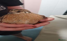 Quail poultry for sale: Quails for rehoming - Image 4