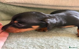 Miniature Dachshund dogs for sale: Beautiful Home Reared KC Reg Mini Daschunds - Image 7