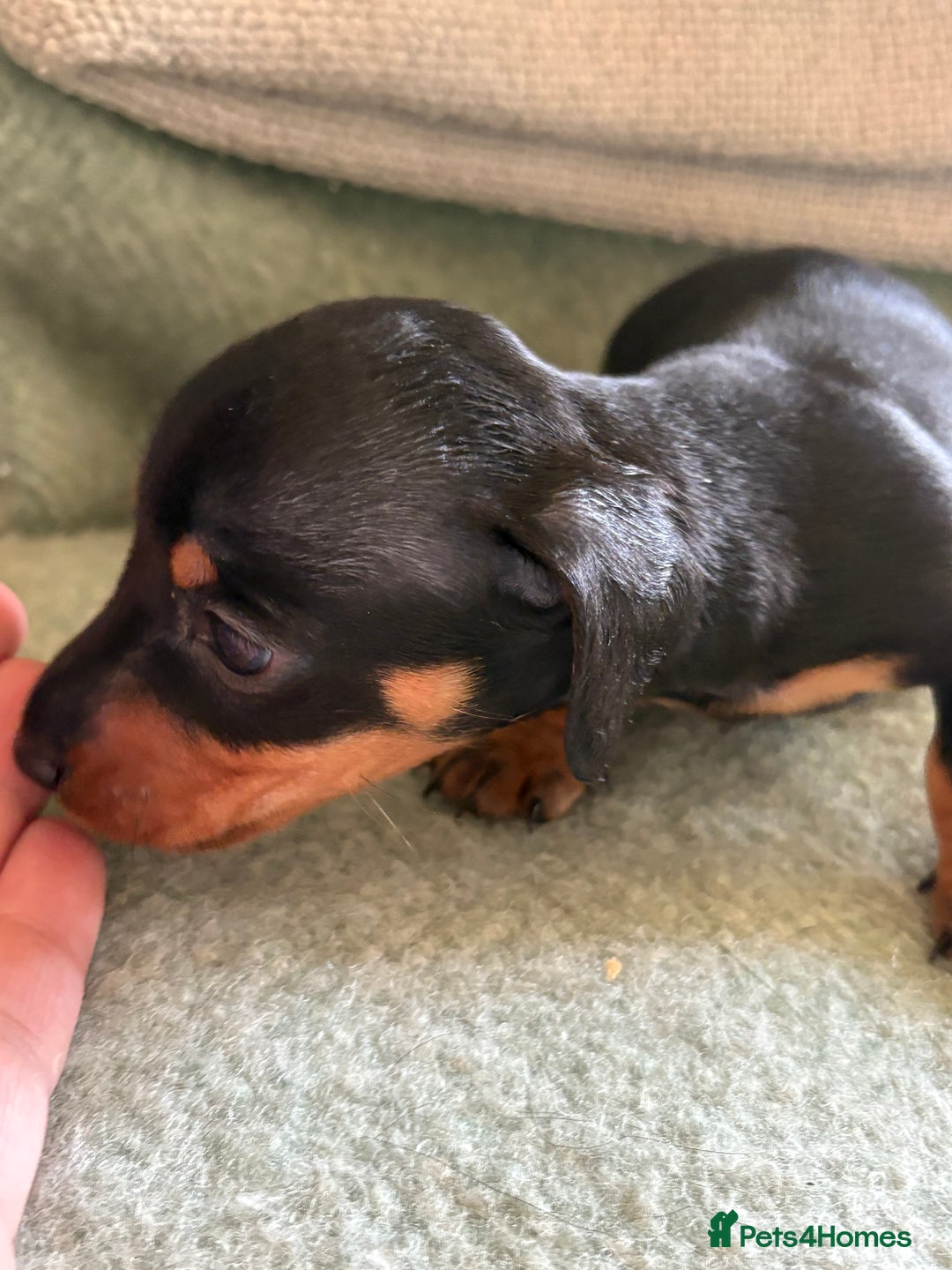 Miniature Dachshund dogs for sale: Beautiful Home Reared KC Reg Mini Daschunds - Image 7