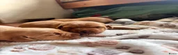 Labrador Retriever dogs for sale: Beautiful labrador puppies - Advert 8