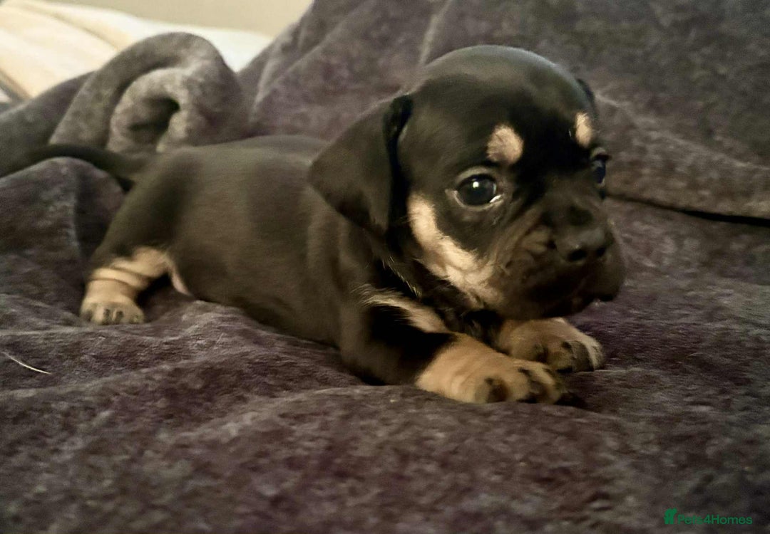 Mixed Breed dogs for sale: Beautiful Frenchie cross dachshund puppies   - Image 9