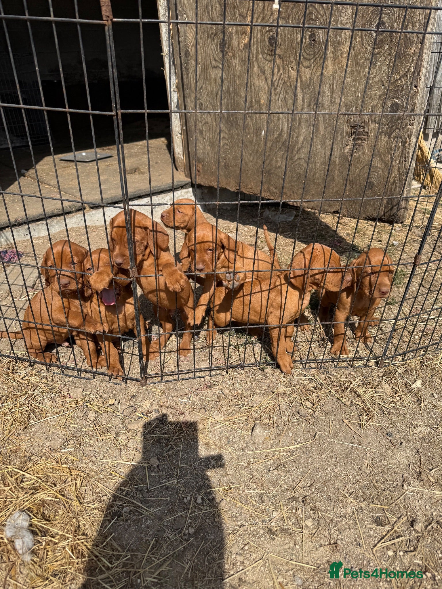 Hungarian Vizsla dogs Very friendly puppies  - Advert 1